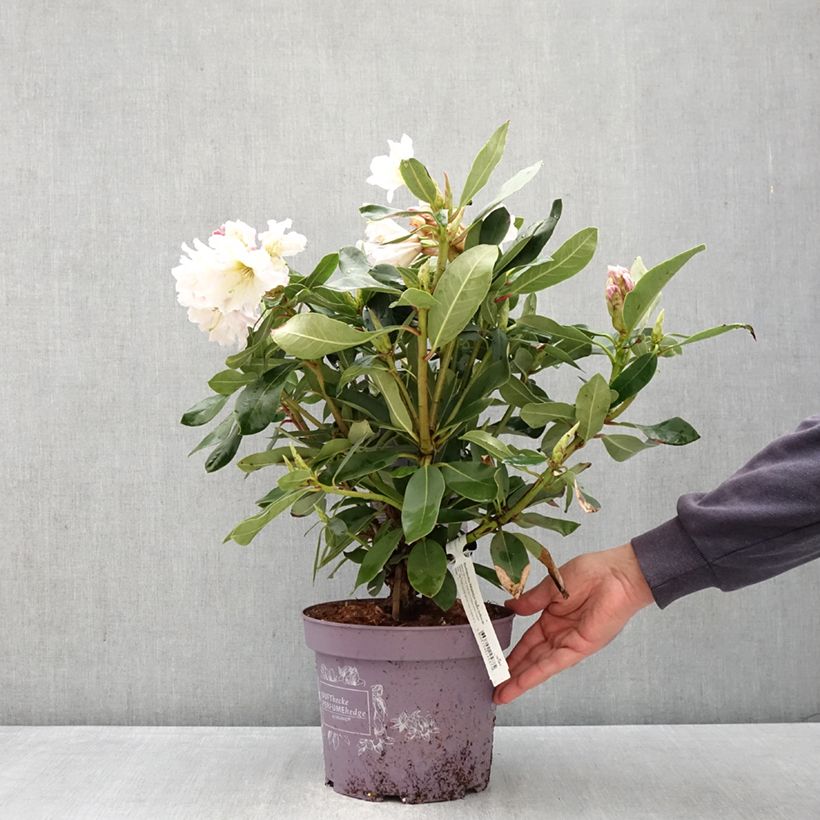 Exemplar von Rhododendron INKARHO® Weiße Dufthecke Topf mit 4L/5L wie im Frühjahr geliefert