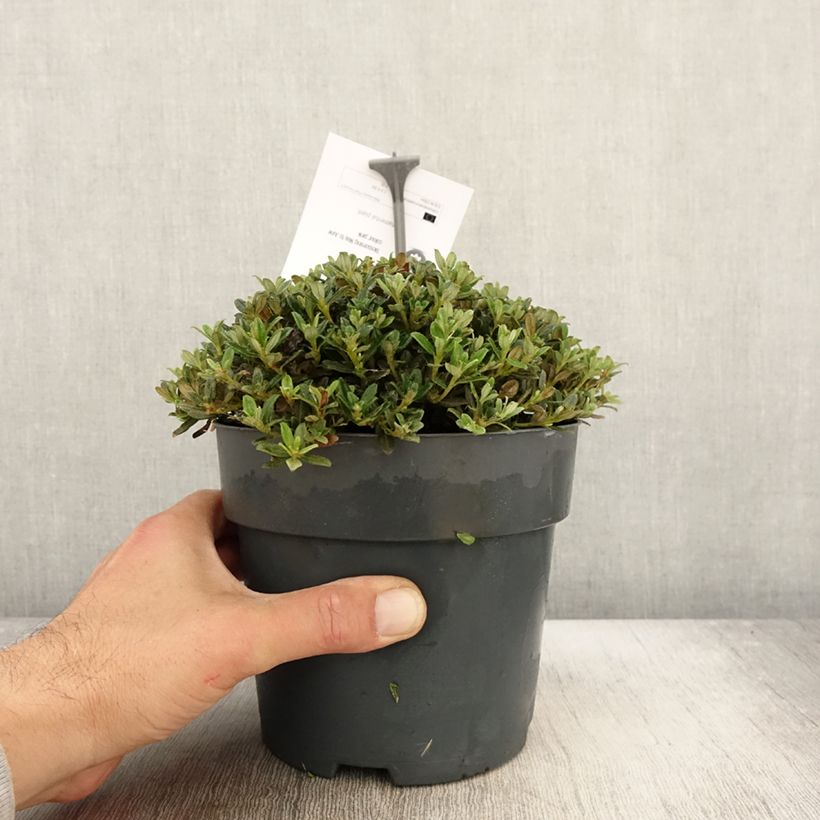 Example of Rhododendron keleticum Topf mit 2L/3L as you get in automne