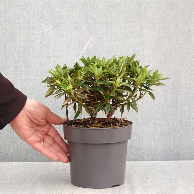 Exemplar von Rhododendron keleticum Robert Seleger Topf mit 2L/3L wie im Herbst geliefert