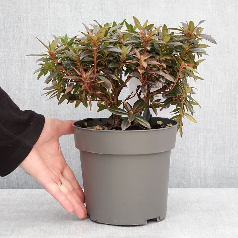 Example of Rhododendron keleticum Robert Seleger Topf mit 2L/3L as you get in hiver