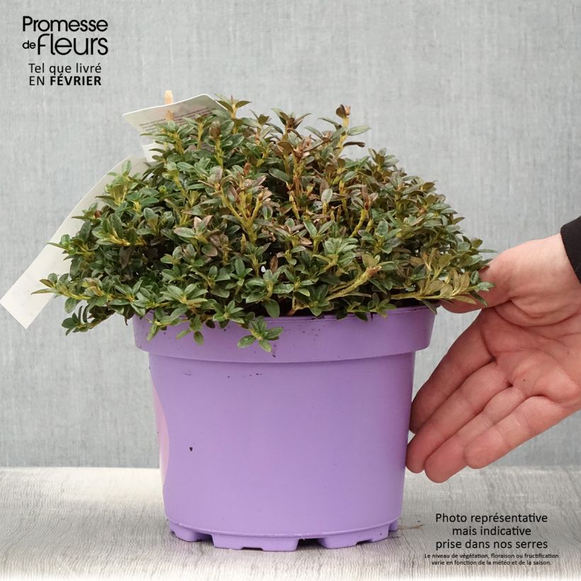 Exemplar von Rhododendron keleticum Lilly Bell Dream Topf mit 3L/4L wie im Winter geliefert