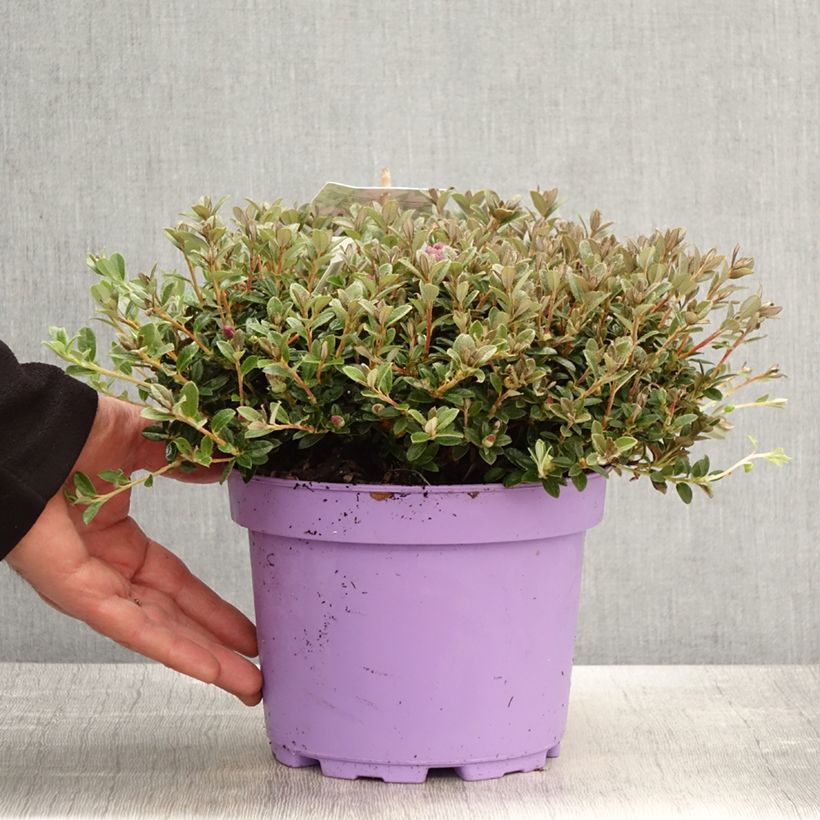 Exemplar von Rhododendron keleticum Lilly Bell Dream Topf mit 3L/4L wie im Frühjahr geliefert