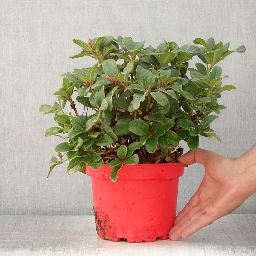 Example of Rhododendron Lilly Bell Love Topf mit 3L/4L as you get in ete