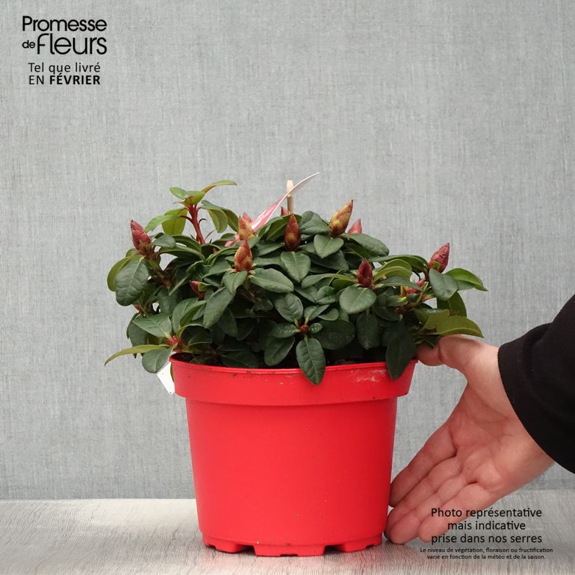 Exemplar von Rhododendron Lilly Bell Love Topf mit 3L/4L wie im Winter geliefert