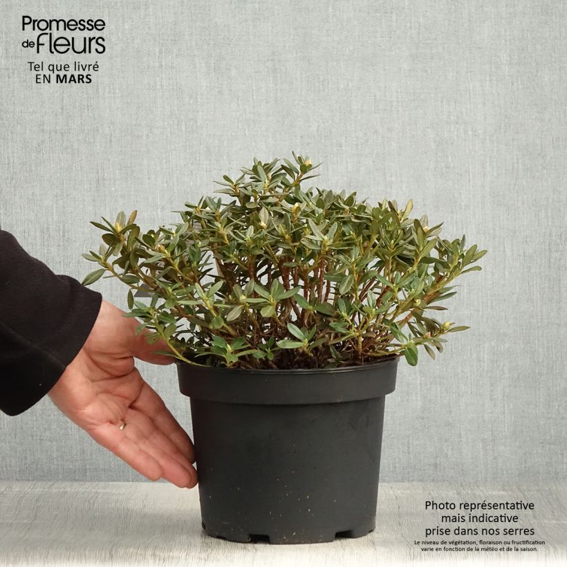 Exemplar von Rhododendron Lilly Bell Magic Topf mit 3L/4L wie im Frühjahr geliefert