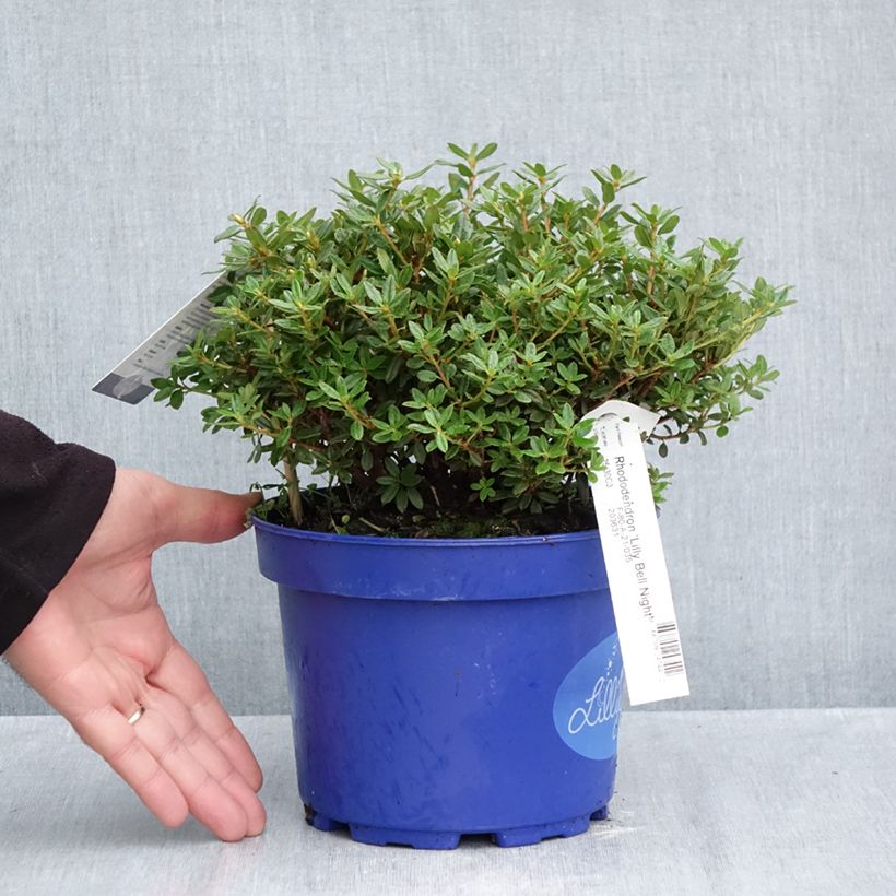 Exemplar von Rhododendron Lilly Bell Night Topf mit 3L/4L wie im Herbst geliefert