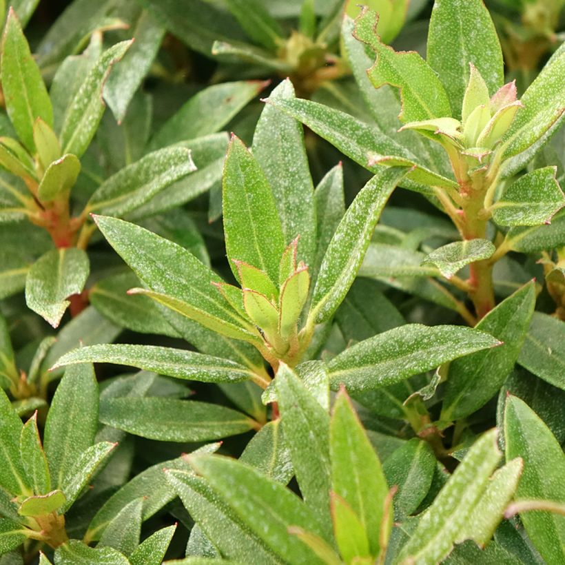 Rhododendron campylogynum var. myrtilloides Lilly Bell Pearl (Foliage)