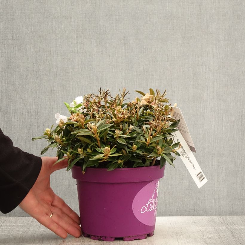 Example of Rhododendron campylogynum var. myrtilloides Lilly Bell Pearl Topf mit 3L/4L as you get in printemps