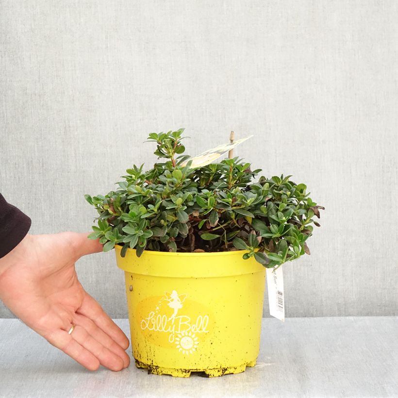 Exemplar von Rhododendron Lilly Bell Sun Topf mit 3L/4L wie im Herbst geliefert