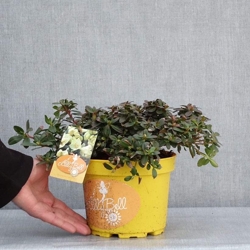 Example of Rhododendron Lilly Bell Sun Topf mit 3L/4L as you get in hiver