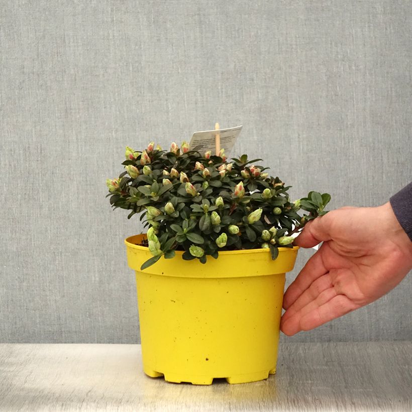 Exemplar von Rhododendron Lilly Bell Sun Topf mit 3L/4L wie im Frühjahr geliefert