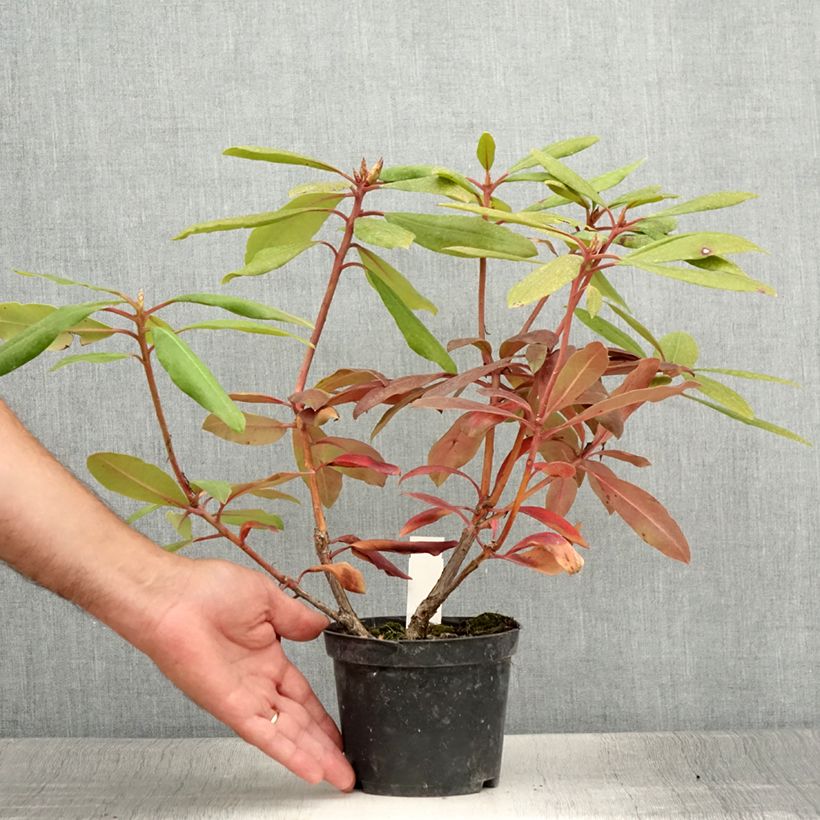Example of Rhododendron Marcel Ménard Topf 12 cm / 13 cm as you get in ete