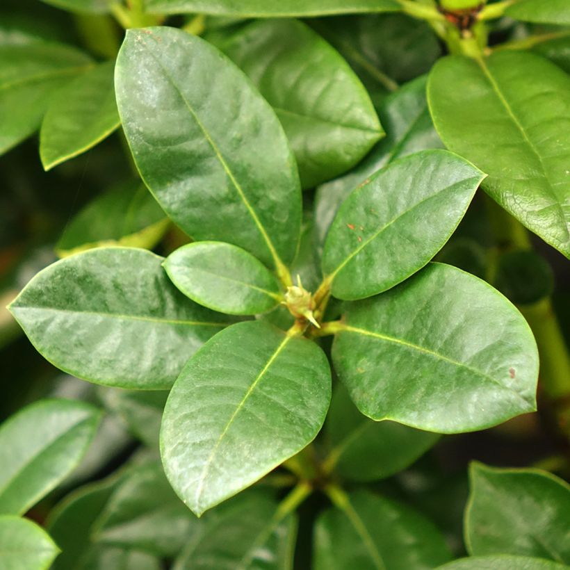 Rhododendron Mrs T.h.lowinsky (Foliage)