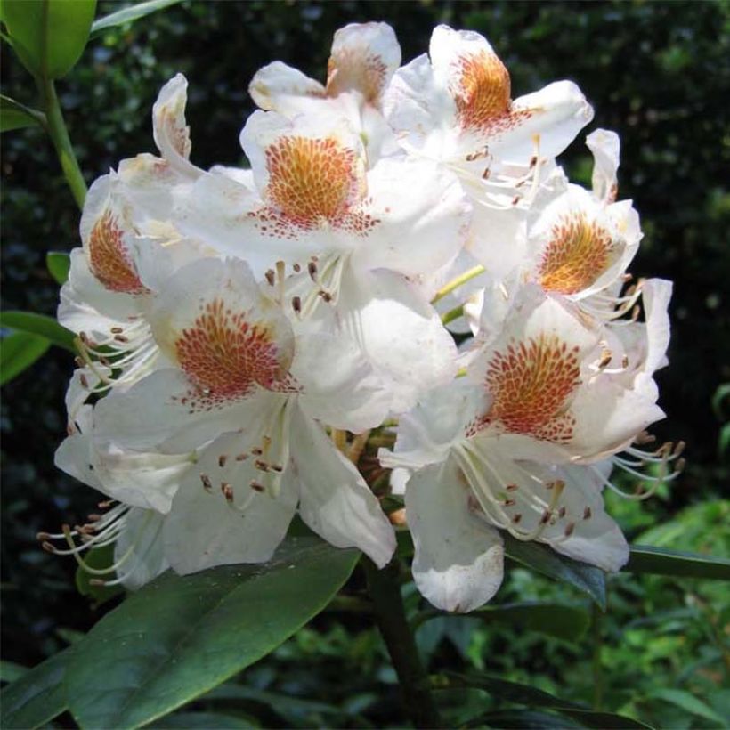 Rhododendron Mrs T.h.lowinsky (Flowering)