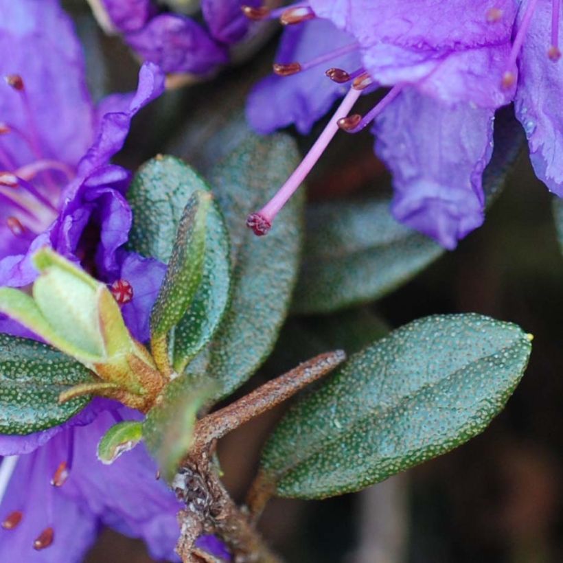 Rhododendron Azurika (Foliage)