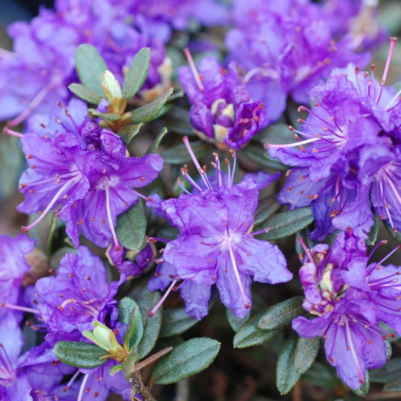 Rhododendron Azurika (Flowering)