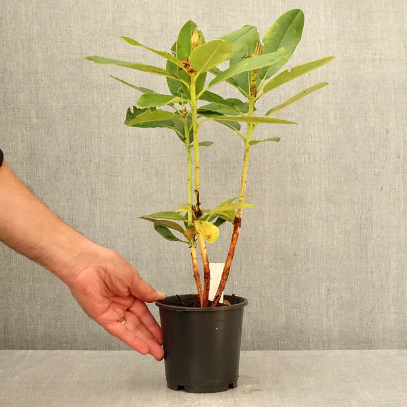 Exemplar von Rhododendron yakushimanum Percy Wiseman Topf 12 cm / 13 cm wie im Herbst geliefert