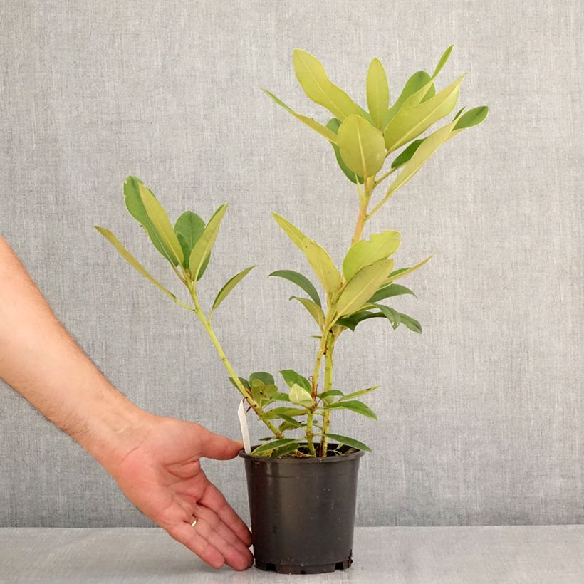 Example of Rhododendron yakushimanum Percy Wiseman Topf 12 cm / 13 cm as you get in ete
