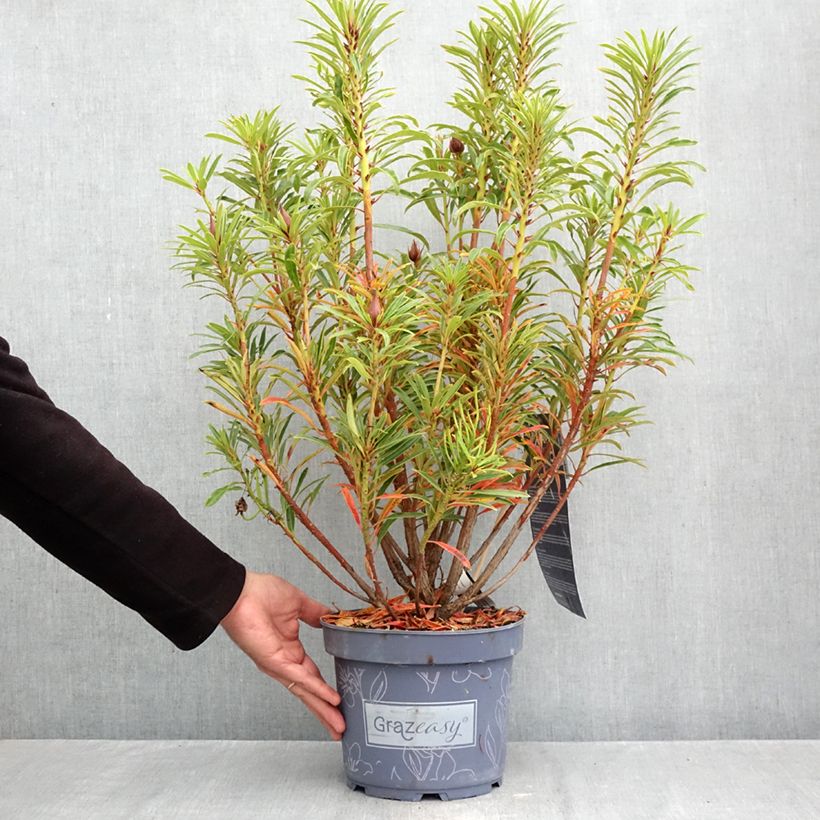 Exemplar von Rhododendron ponticum Grazeasy Dark Pink Topf mit 4L/5L wie im Herbst geliefert