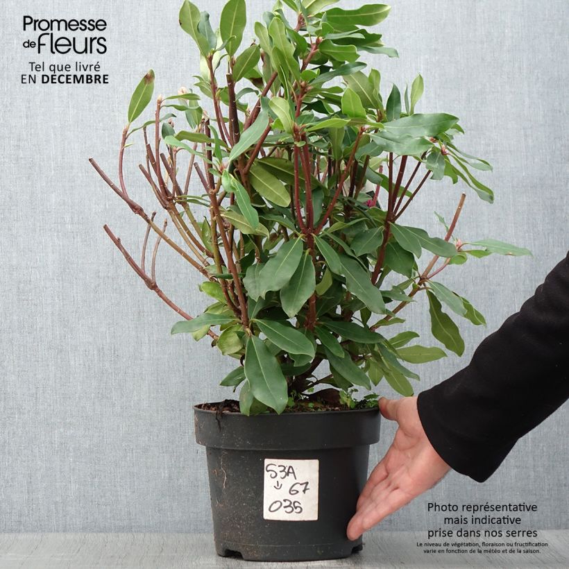 Example of Rhododendron ponticum Roseum Topf mit 4L/5L as you get in automne