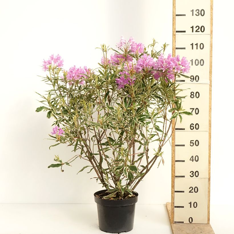 Example of Rhododendron ponticum Variegatum Topf mit 7,5L/10L as you get in printemps