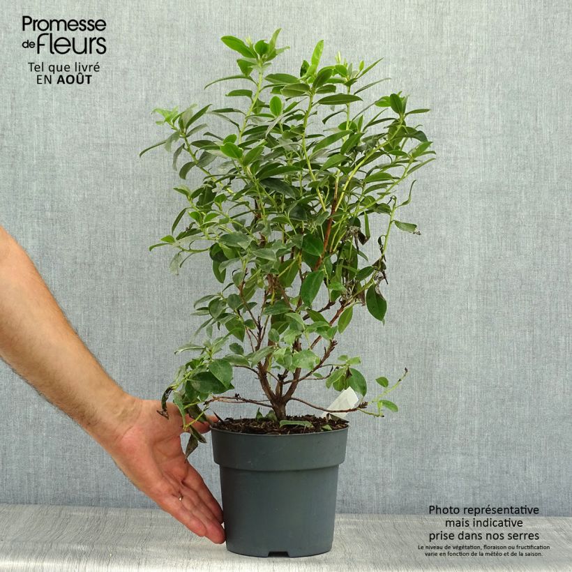 Exemplar von Rhododendron Praecox Topf mit 2L/3L wie im Sommer geliefert