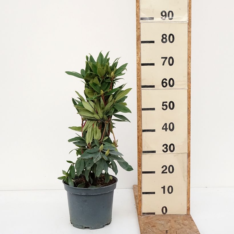 Exemplar von Rhododendron Red Eye Pot de 4L/5L wie im Herbst geliefert