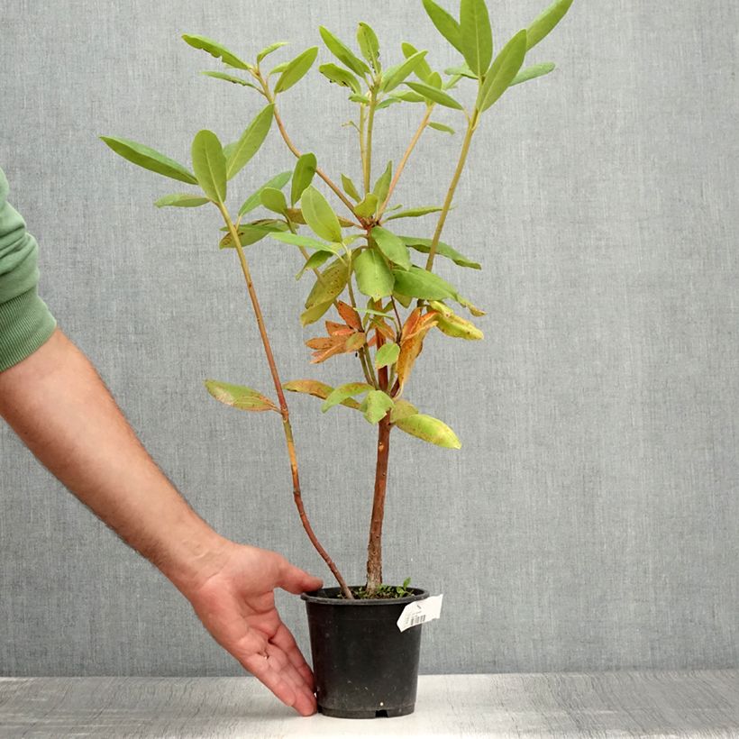 Example of Rhododendron catawbiense Roseum Elegans Topf 12 cm / 13 cm as you get in ete