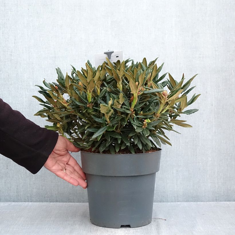 Exemplar von Rhododendron roxieanum Blewbury Topf mit 4L/5L wie im Herbst geliefert