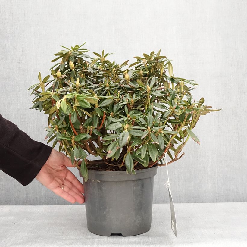 Example of Rhododendron roxieanum Blewbury Topf mit 4L/5L as you get in hiver