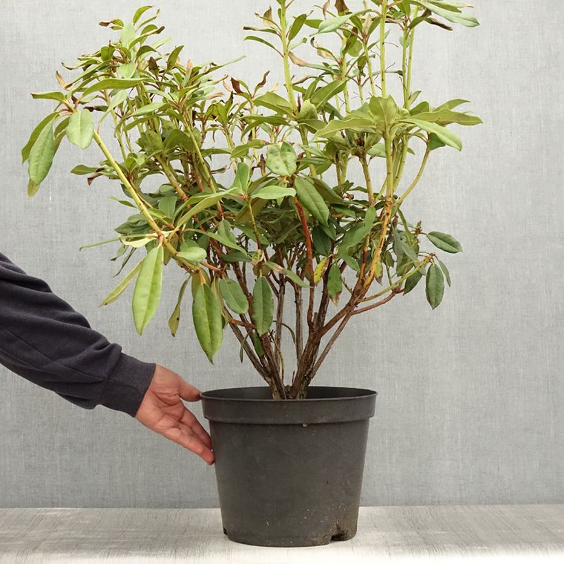 Example of Rhododendron Sappho Topf mit 7,5L/10L as you get in ete
