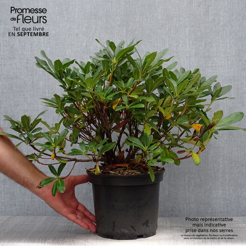 Example of Rhododendron Scyphocalyx Topf mit 6L/7L as you get in automne