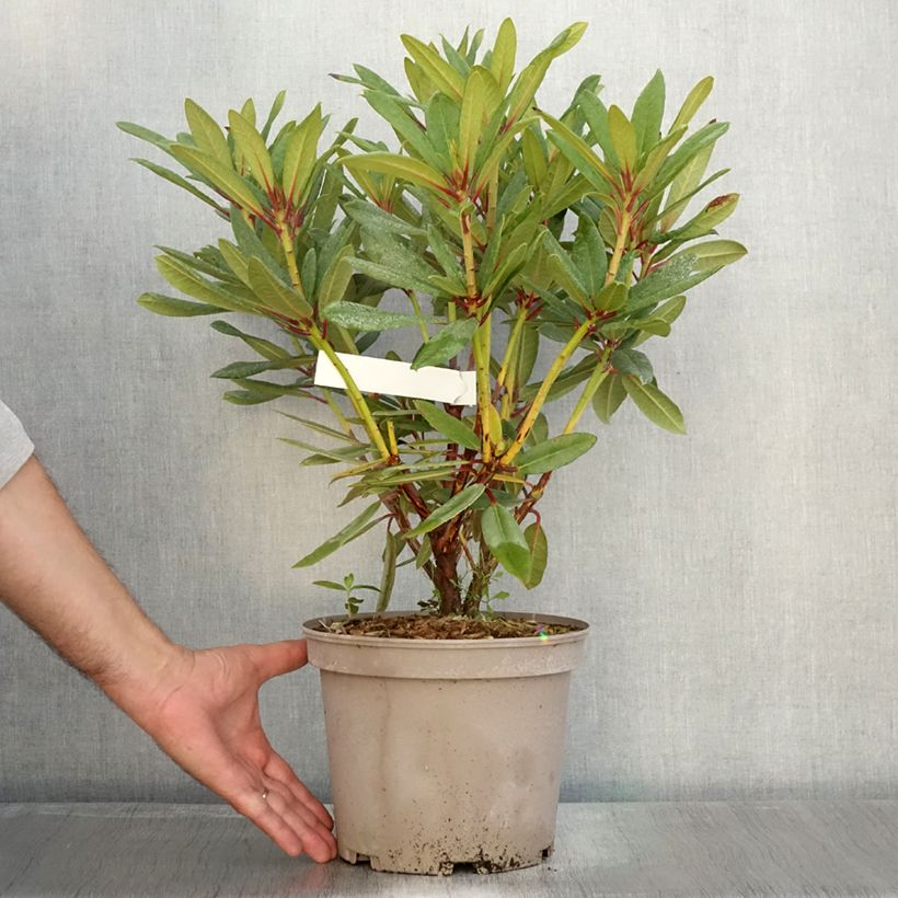 Example of Rhododendron Tortoiseshell Orange Topf mit 4L/5L as you get in automne