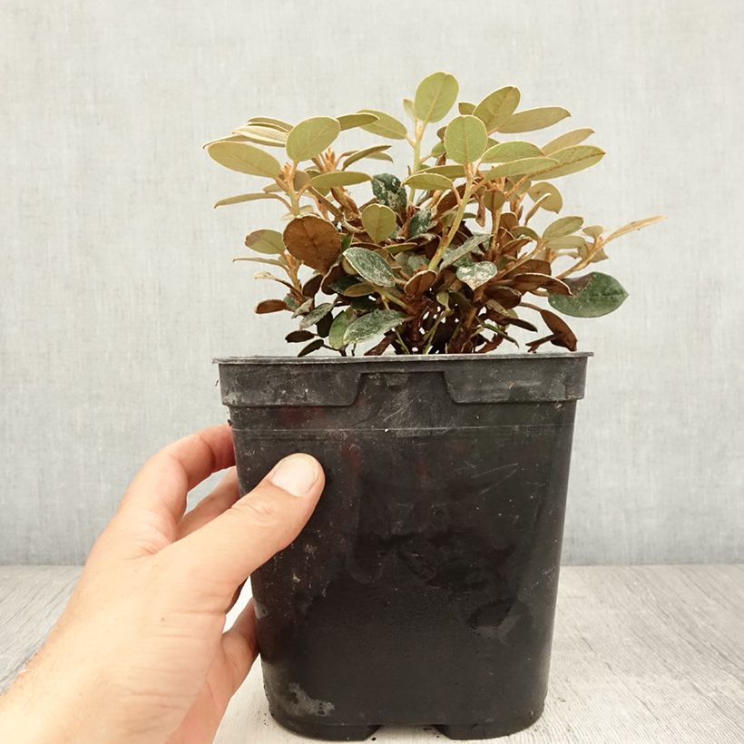 Exemplar von Rhododendron tsariense Topf mit 3L/4L wie im Sommer geliefert