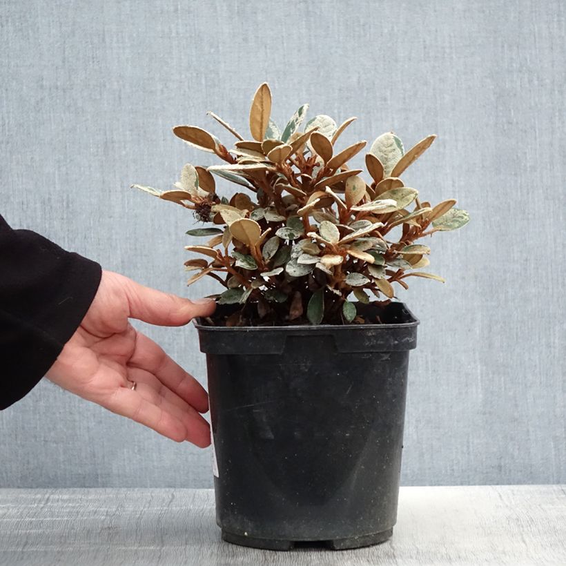 Exemplar von Rhododendron tsariense Topf mit 3L/4L wie im Frühjahr geliefert