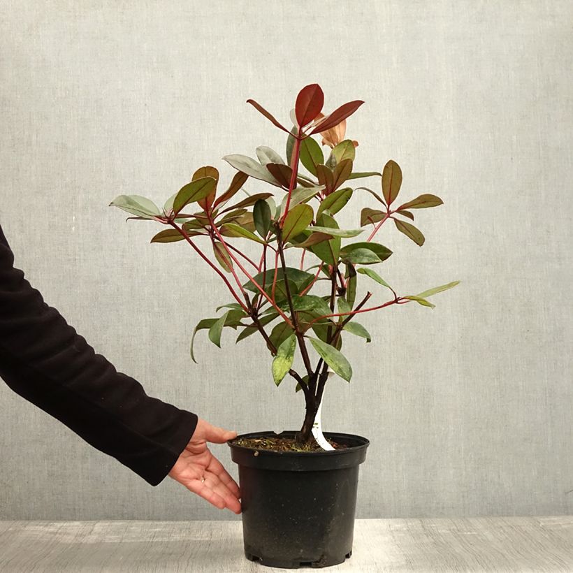 Example of Rhododendron vireya Aertrycke Topf mit 3L/4L as you get in automne