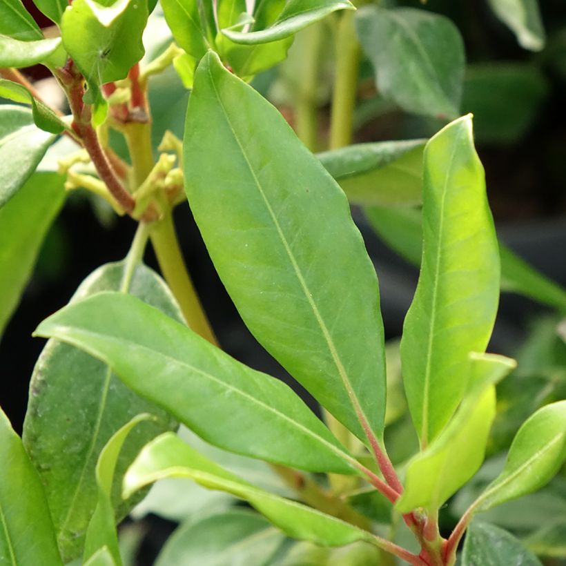 Rhododendron vireya Hendrick's ker (Foliage)