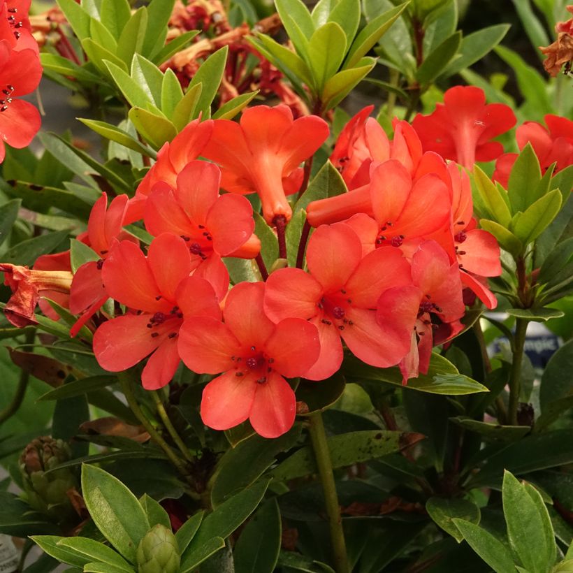 Rhododendron vireya Hendrick's ker (Blüte)
