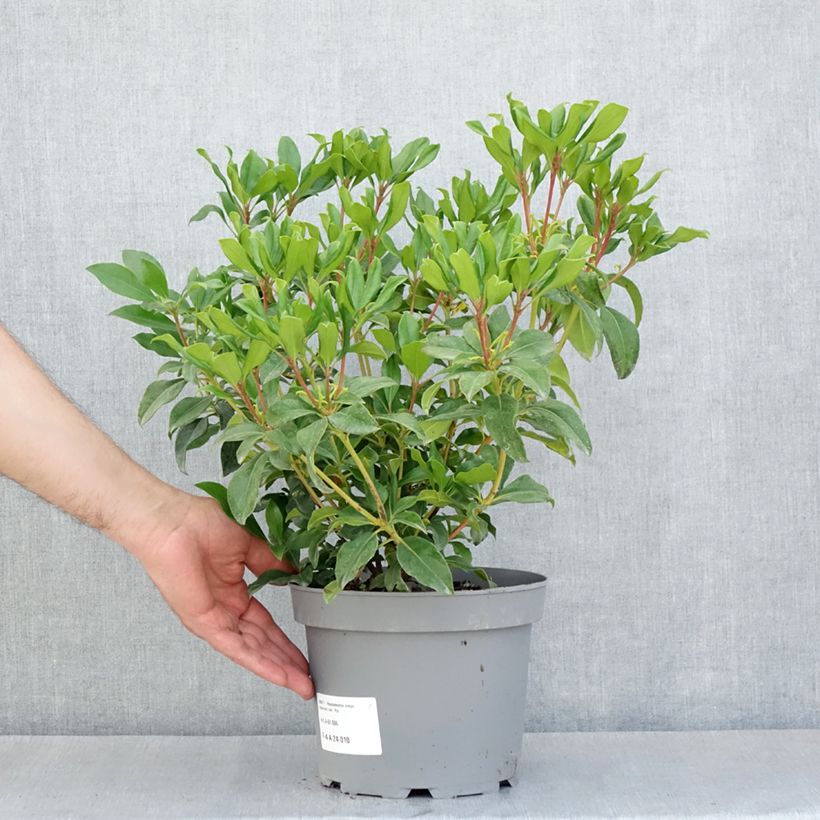 Example of Rhododendron vireya Hendrick's ker Topf mit 3L/4L as you get in printemps