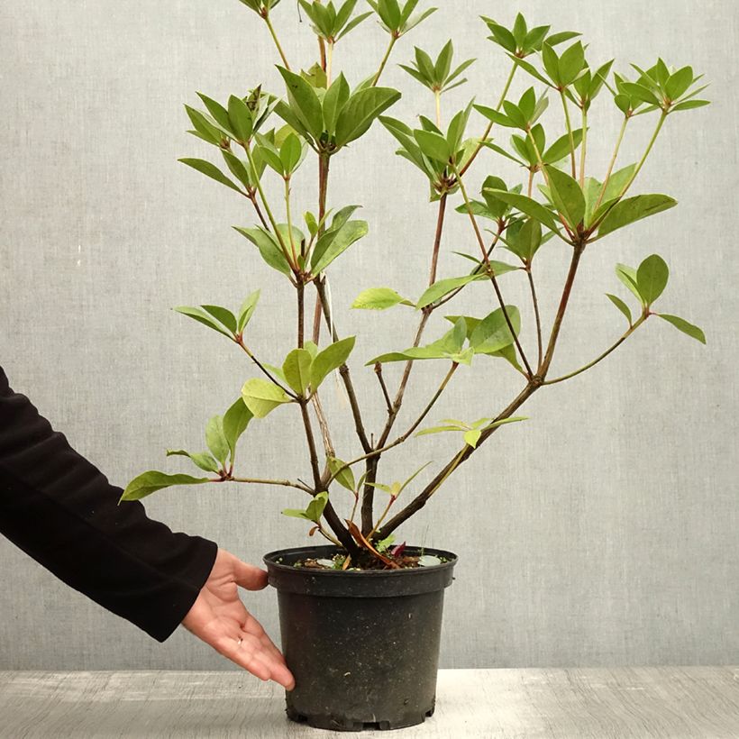Example of Rhododendron vireya Oogappel Topf mit 3L/4L as you get in automne