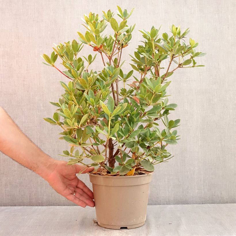 Exemplar von Rhododendron vireya Saxon blush Topf mit 3L/4L wie im Sommer geliefert