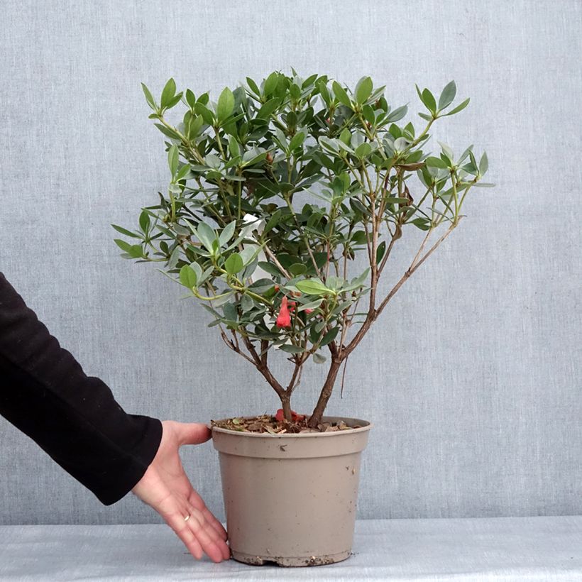 Exemplar von Rhododendron vireya Saxon blush Topf mit 3L/4L wie im Winter geliefert