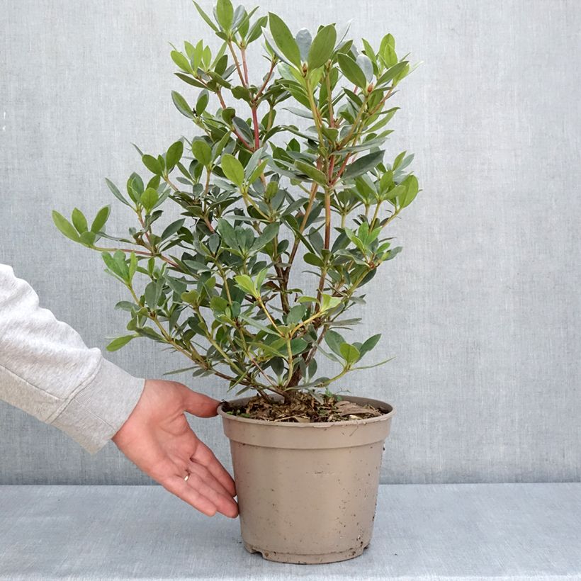 Exemplar von Rhododendron vireya Saxon blush Topf mit 3L/4L wie im Frühjahr geliefert