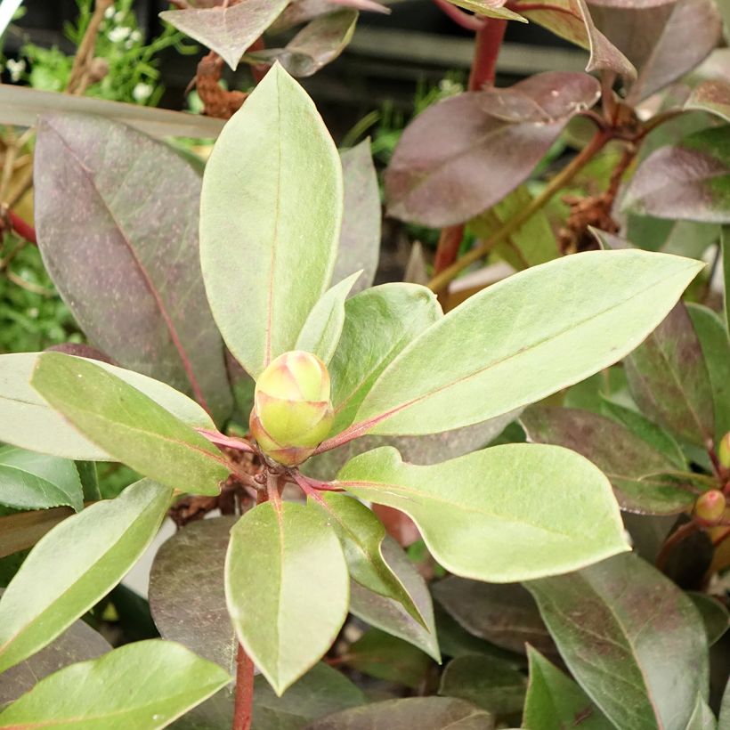 Rhododendron vireya Strawberry Parfait (Laub)