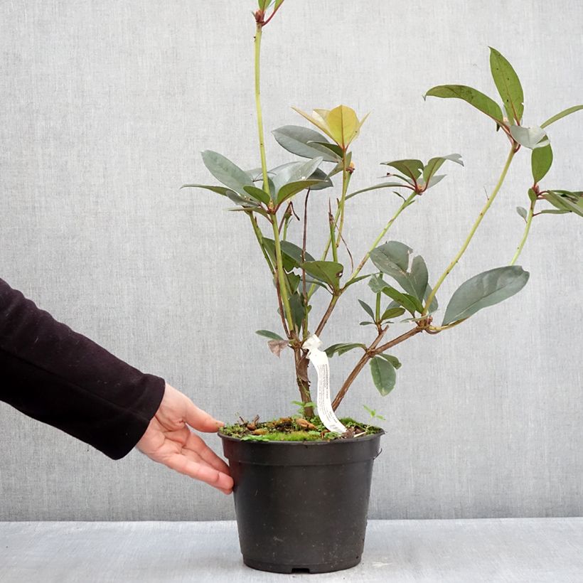 Exemplar von Rhododendron vireya Strawberry Parfait Topf mit 3L/4L wie im Winter geliefert
