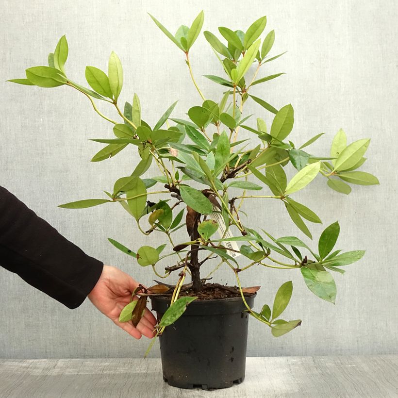 Example of Rhododendron vireya Vladimir Bukovski Topf mit 3L/4L as you get in automne