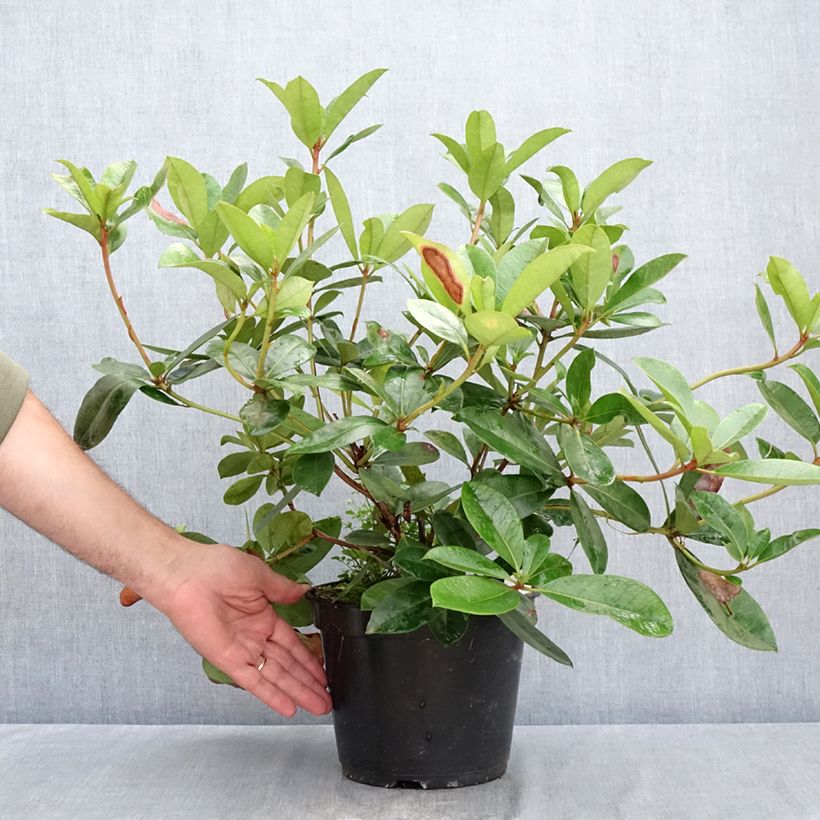 Exemplar von Rhododendron vireya Vladimir Bukovski Topf mit 3L/4L wie im Sommer geliefert