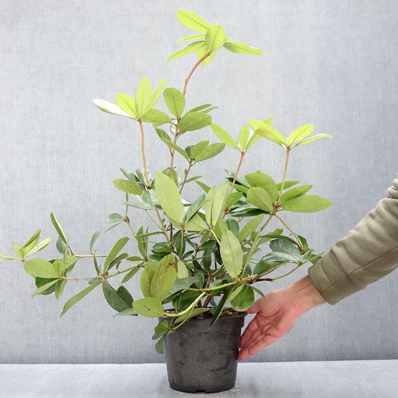 Exemplar von Rhododendron vireya Vladimir Bukovski Topf mit 3L/4L wie im Winter geliefert