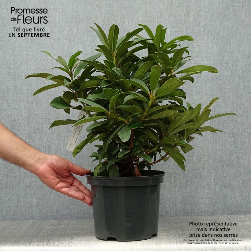 Example of Rhododendron Wilgen's Ruby Topf mit 4L/5L as you get in automne