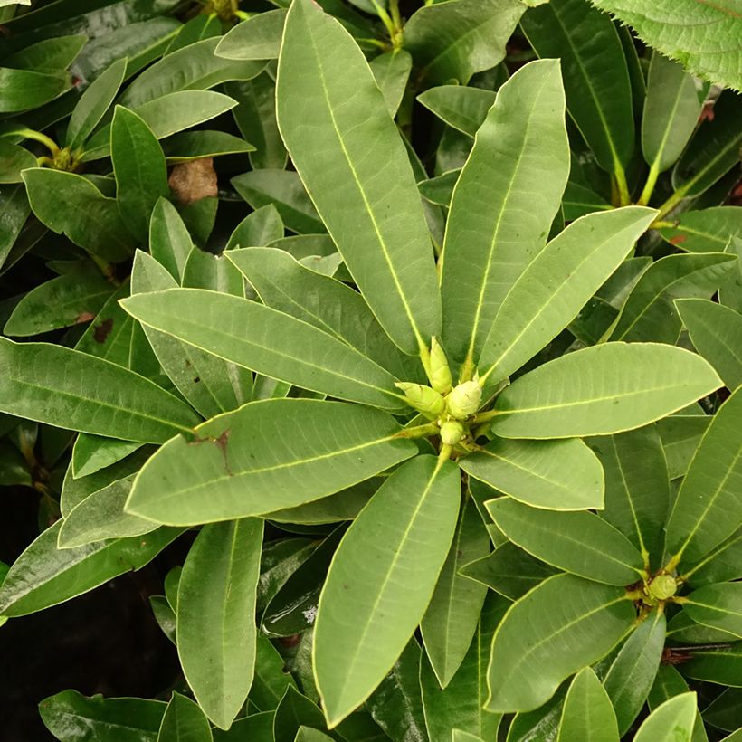 Rhododendron Wilgen's Ruby (Foliage)